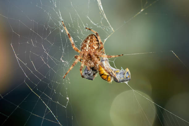 istock European garden spider with wasps in the web (Araneus diadematus). 1363477186