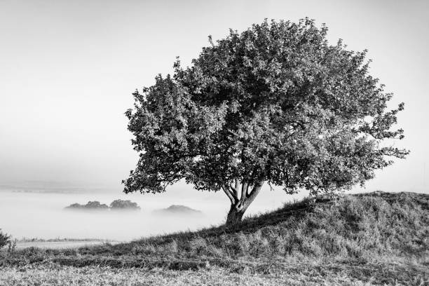 Foggy trees landscape on farm