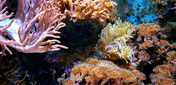 istock Coral reef aquarium with awesome tropical fish 1363478129