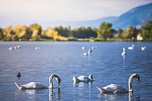 Group of white swans on the Rhone riverbanks in the Ain department at sunset in summer