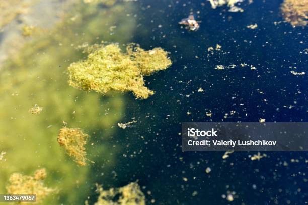 Bog Surface With Green Algae In Summer Stock Photo - Download Image Now - Stagnant, Water, Mid-Air