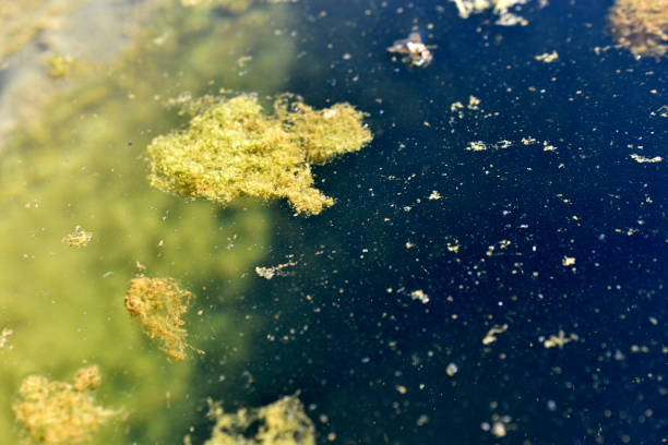 superfície do pântano com algas verdes no verão - algae slimy green water - fotografias e filmes do acervo