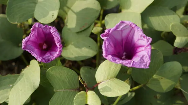 Ipomoea pescaprae is pantropical creeping vine also known as Railroadvine, Bay hops, Bay winders, Beach morning glory, Goats foot, convolvulus, Seaside yam, Bayhops, Sea Vine, Beach Morning Glory, Seaside Potato, Railroad vine, Beach moning glory, Railroad Morning-glory, Silver Treefern
