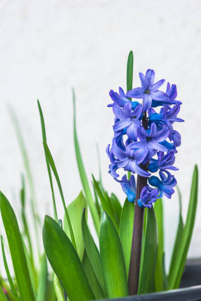 istock Blooming hyacinth flower close up on white background; 1363480212