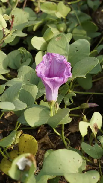 Ipomoea pescaprae is pantropical creeping vine also known as Railroadvine, Bay hops, Bay winders, Beach morning glory, Goats foot, convolvulus, Seaside yam, Bayhops, Sea Vine, Beach Morning Glory, Seaside Potato, Railroad vine, Beach moning glory, Railroad Morning-glory, Silver Treefern