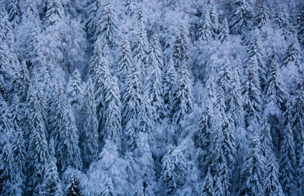 istock the great cold makes the forest completely frozen 1363481815