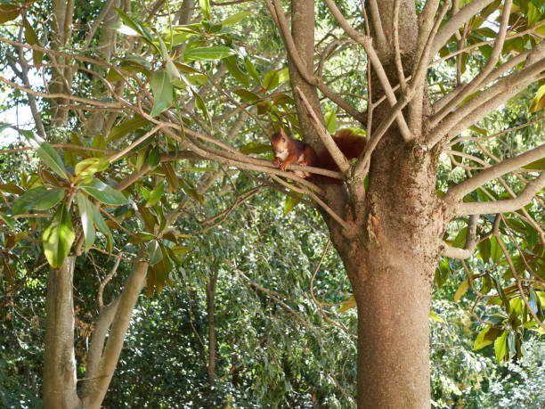 istock Brown squirrel in a branch of a tree 1363481909