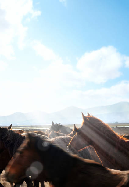 Wild horses in nature