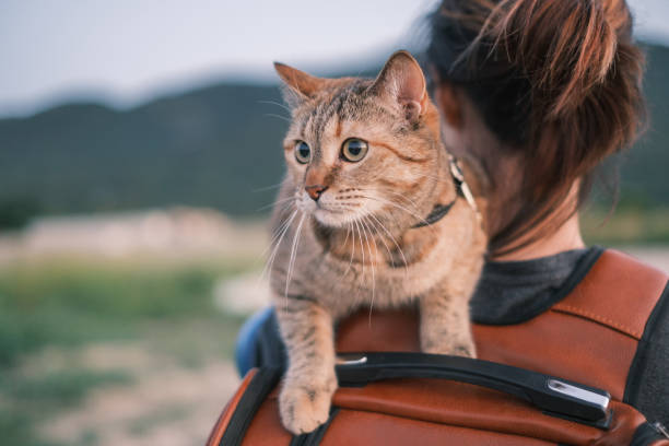 Woman walking with cat on her shoulder in the park. stock photo