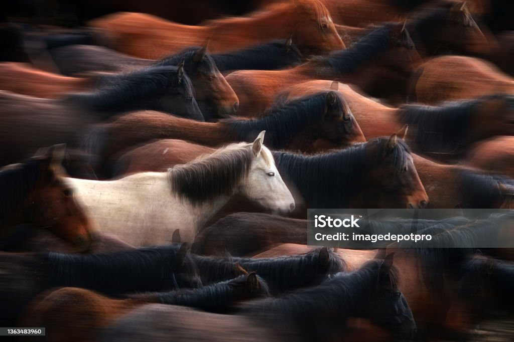 Close up herd of wild horses running in dramatic mountain range landscape Wild horses in nature Horse Stock Photo