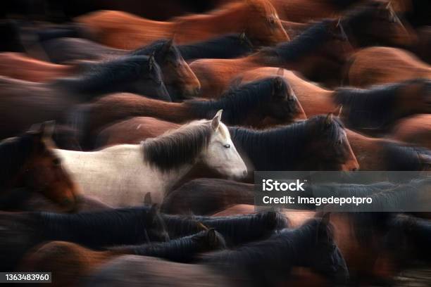 Close Up Herd Of Wild Horses Running In Dramatic Mountain Range Landscape Stock Photo - Download Image Now