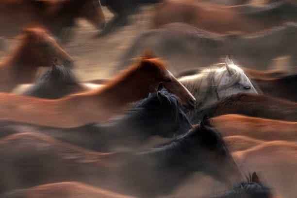 istock Close up herd of wild horses running in dramatic mountain range landscape 1363483971