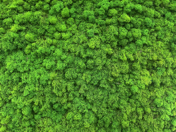 istock Reindeer moss wall, green wall decoration. Decorative moss for interior design, moss background 1363484696
