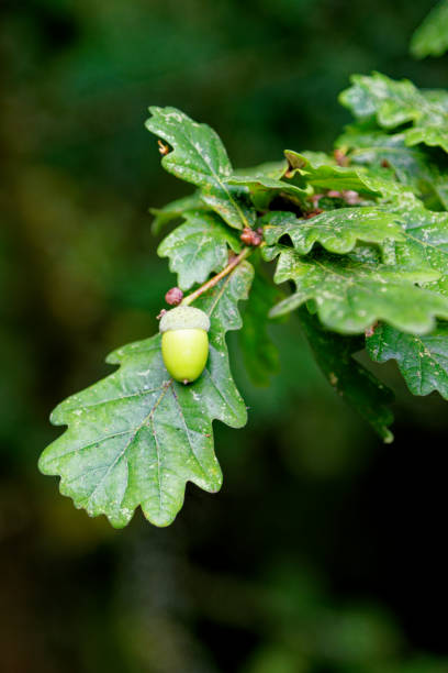sementes de carvalho inglês na árvore no outono - english oak - fotografias e filmes do acervo