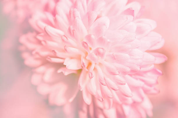 istock Beauty gentle pink chrysanthemums 1363486688