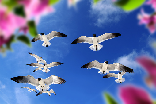 Flock of seagulls flying over blue sunny sky