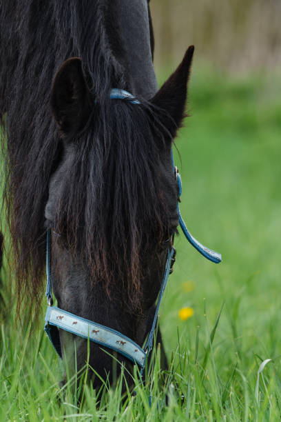 istock Friesian horseon the green pasture. 1363486968