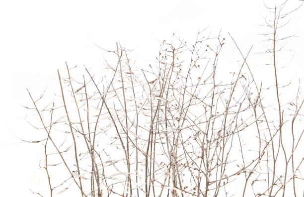 istock Dry field plants in winter time isolated on white background. 1363487046