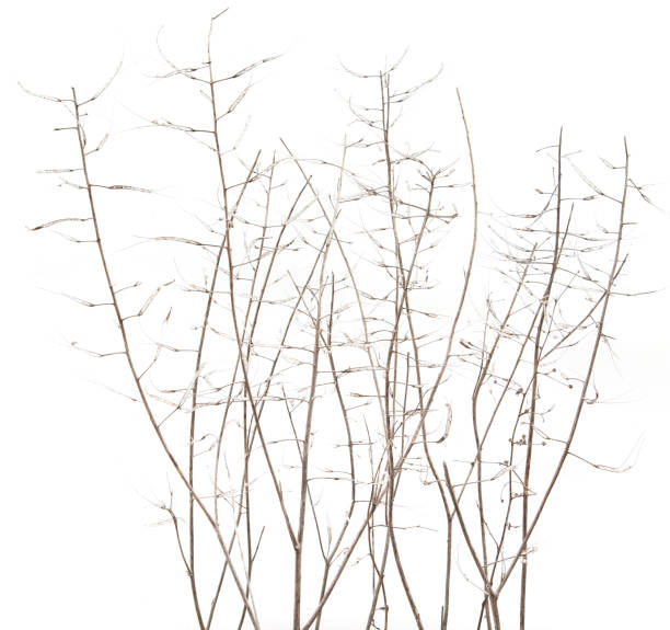 istock Dry field plants in winter time isolated on white background. 1363487104
