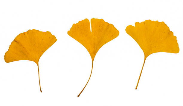 feuilles jaunes d’un gingko sur fond blanc. arbre à poil de jeune fille. gingko biloba . ginkgophyta. feuilles d’automne. - ginkgo tree photos et images de collection