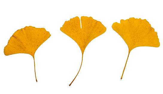 Yellow leaves of a gingko tree on a white background. Maidenhair tree. Gingko biloba . Ginkgophyta. Autumn leaves.