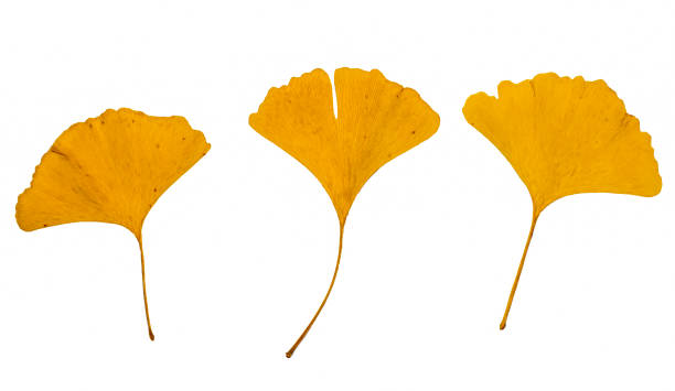 Yellow leaves of a gingko tree on a white background. Maidenhair tree. Gingko biloba . Ginkgophyta. Autumn leaves. stock photo