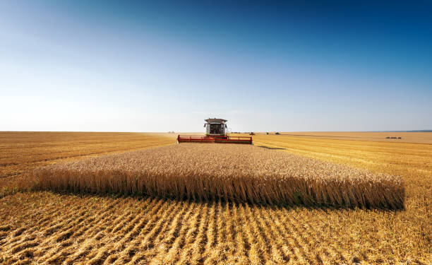 istock Combine harvests wheat on a field in sunny summer day. 1363491415