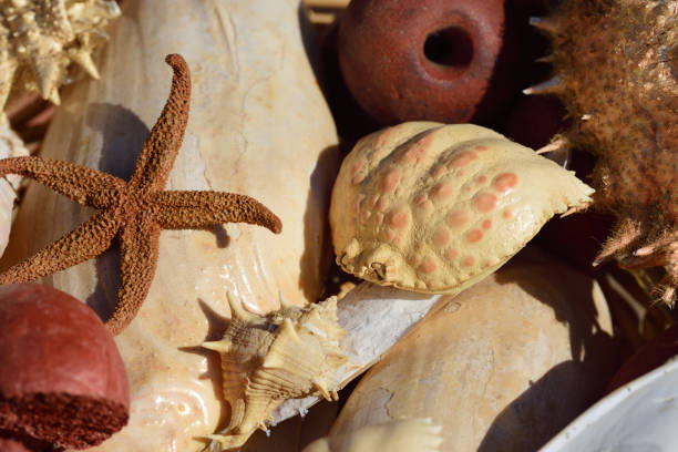 istock Background with objects from the sea and dried animals, such as crab shells, starfish and clams 1363492833