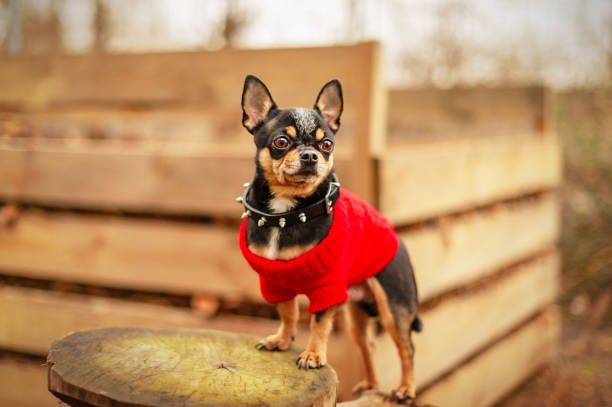 Black dog Chihuahua breed in a red sweater outdoors. Chihuahua tricolor. Animal, pet. stock photo