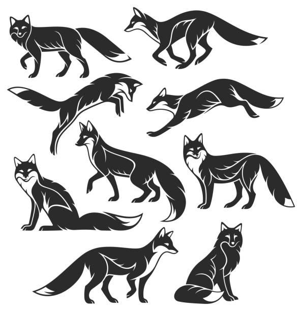Set of Animals - Fox Stylized Animals - Red Fox red fox stock illustrations