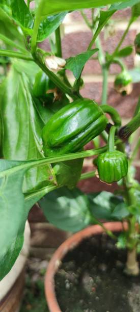 istock Organically Home Grown Green Peppers. 1363498290