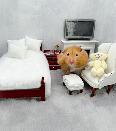 Golden hamster in front of a fireplace in a bedroom