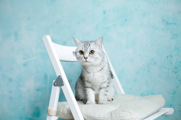 istock Cute Adorable white tabby British cat sitting on white chair ,blue background 1363500888