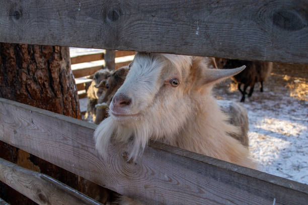 istock funny mountain goat close-up on a winter farm. 1363503801