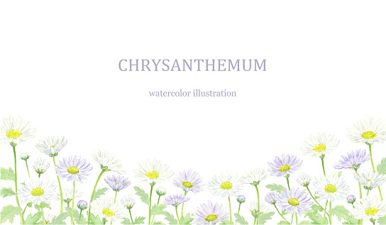 Chrysanthemum under frame drawn in watercolor