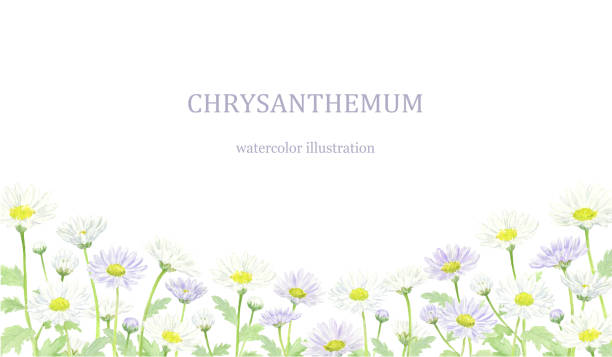 Chrysanthemum under frame drawn in watercolor Chrysanthemum under frame drawn in watercolor mourning illustrations stock illustrations