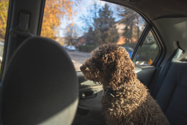 istock dog being driven in car back seat 1363504305