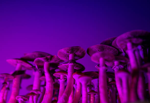 istock growing magic mushrooms Psilocybe cubensis 1363506970