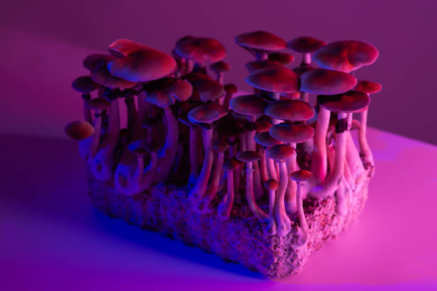 Natural Psychedelics cultivation Natural Psychedelics cultivation of medicinal magic mushrooms psilocybe cubensis hallucinogen stock pictures, royalty-free photos & images