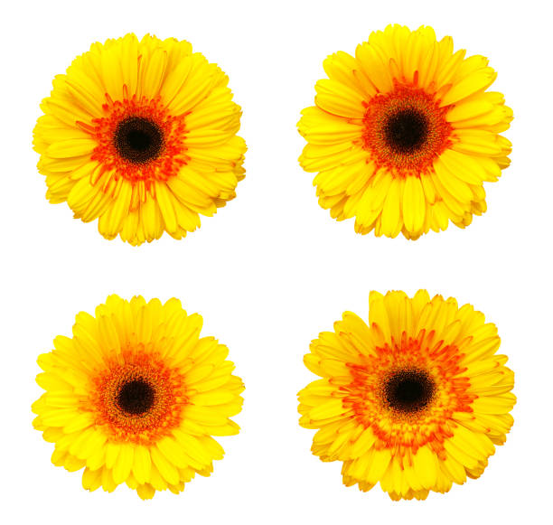 istock Close-up yellow gerber daisy flowers isolated on white background 1363508433