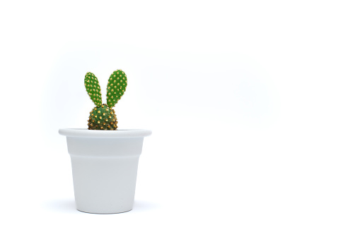 White vase with succulent plant on white background.