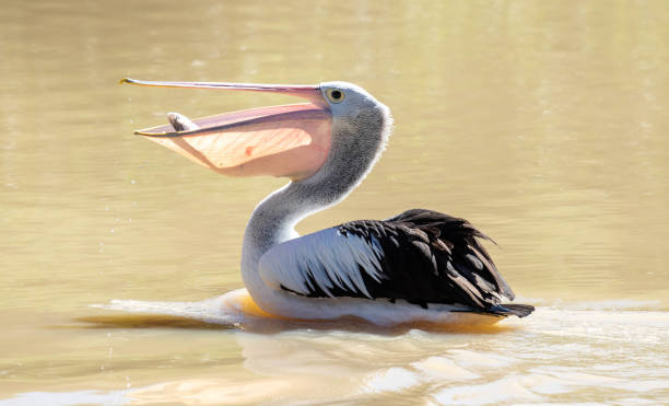 pellicano australiano che cattura il pesce. - pellicano foto e immagini stock