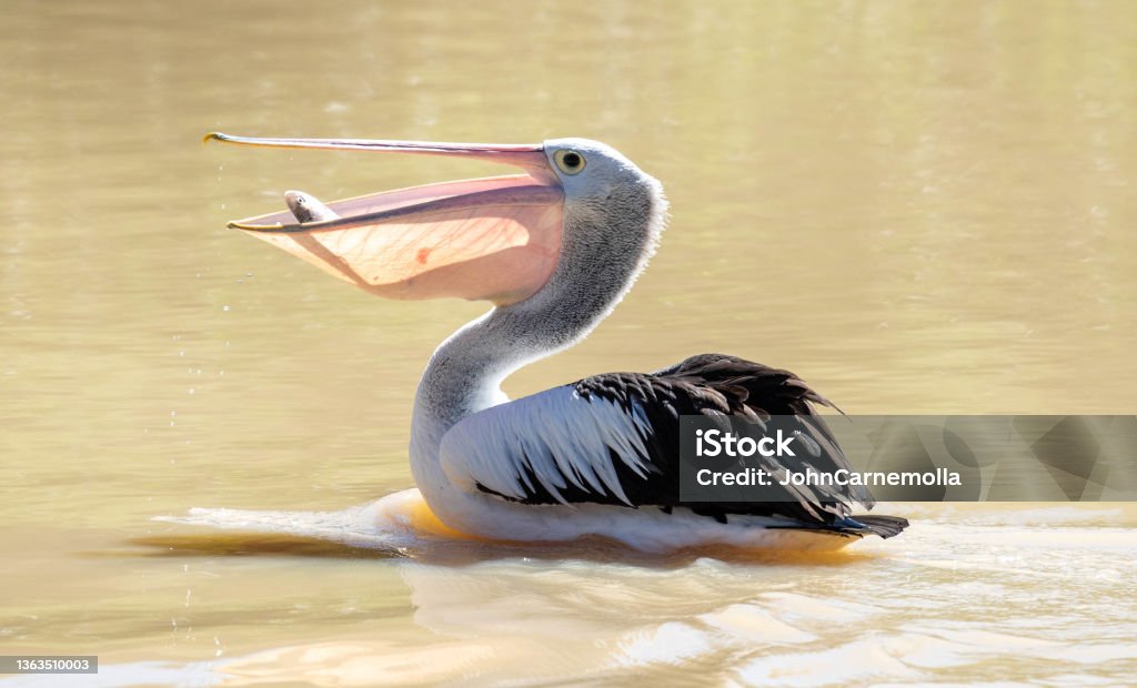Australian pelican catching fish. Australian pelican catching fish in an outback Queensland river. Pelican Stock Photo
