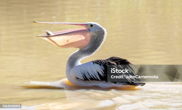 Australian Pelican Catching Fish Stock Photo - Download Image Now - Pelican, Fish, Australia