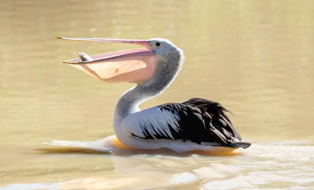 Australian pelican catching fish in an outback Queensland river.