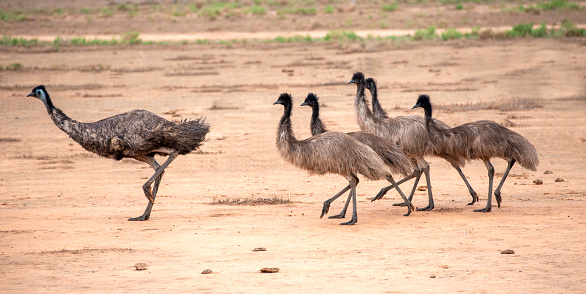 A Flock of emus in the desert country of outback Queensland, Australia.