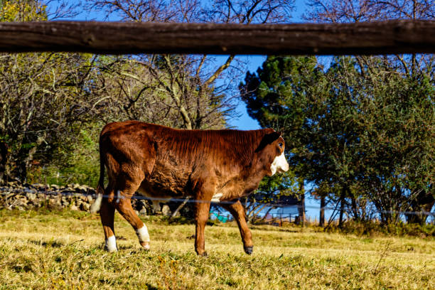istock Glossy rufous colored calf with white face 1363510163