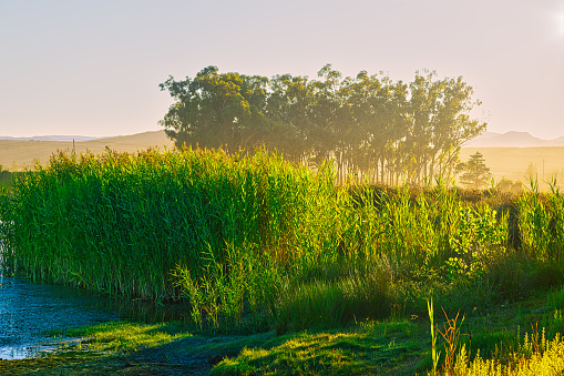 Green reeds backlit by rising sun in Koue Bokkeveld region, Western Cape, South Africa