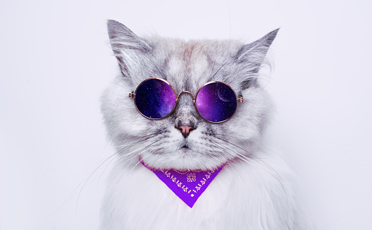 Portrait of funny grey cat in sunglasses reflecting space. Copy space. High quality photo