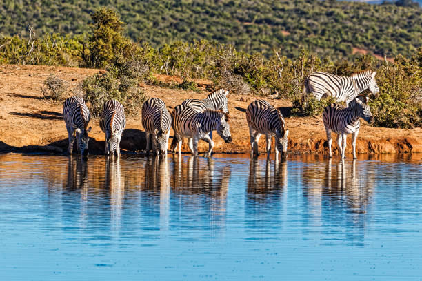 Herd of  Zebra drinking at large pool in Addo Elephant Park, South Africa